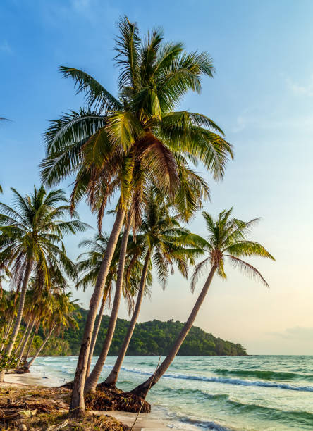 istock sunny tropical beach palm trees 1262593879