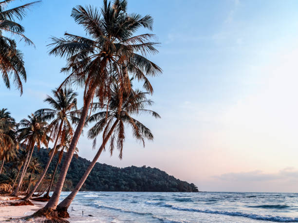 istock sunny tropical beach palm trees 1262593931