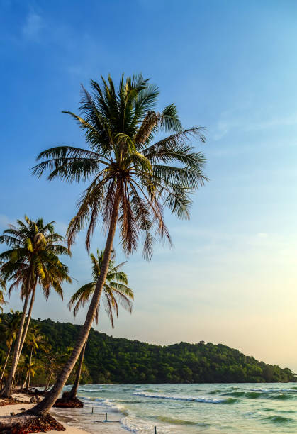istock coconut palm tree sunny tropical beach 1262593943