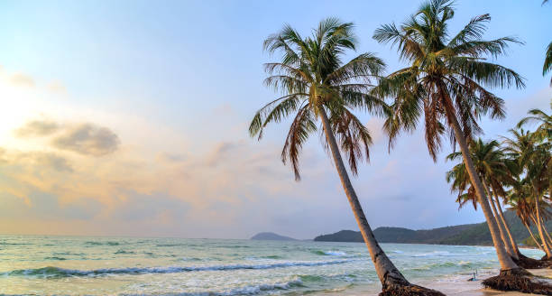 istock coconut palm tree sunny tropical beach 1262593972