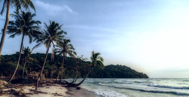 istock coconut palm tree sunny tropical beach 1262593990