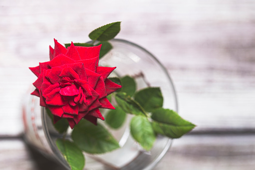 Tiny red rose flower on a glass vase isolated on a wooden table background close up still