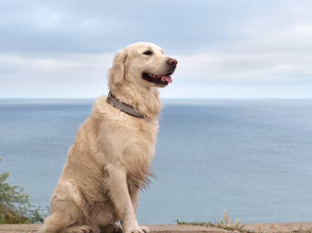istock White retriever dog on the beach 1262595613