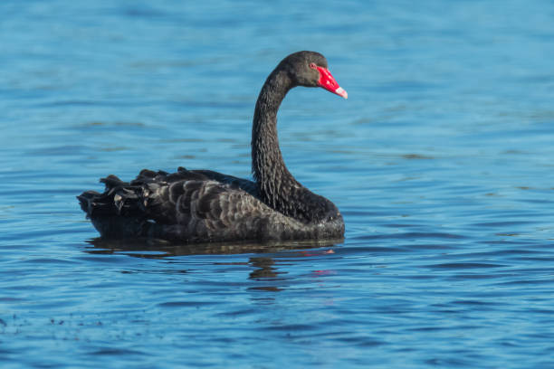 istock Black Swan on the lake 1262597437