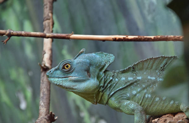 close up of a reptile head