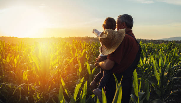 feliz familia en el campo de maíz. familia de pie en el campo de maíz un mirar a la salida del sol - maíz alimento fotos fotografías e imágenes de stock