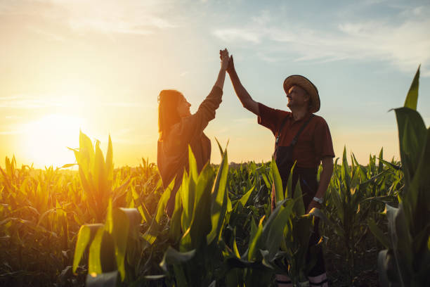 istock Senior farmer in corn field. Senior farmer standing in corn field. 1262598599