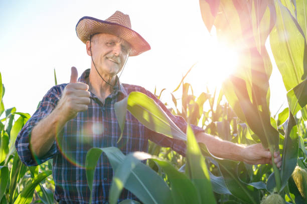 istock Farmer with thumb up standing in the corn maze 1262600417