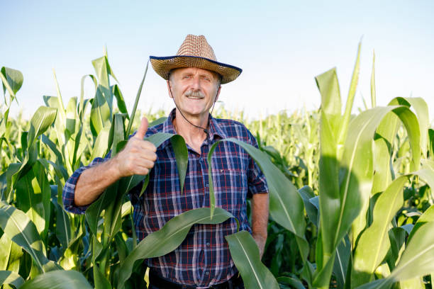 istock Satisfied farmer in the corn field 1262600418