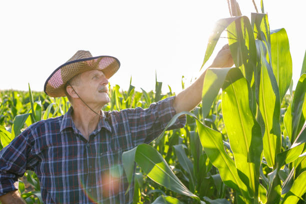 istock Farmer inspecting corn growing in the field 1262600421