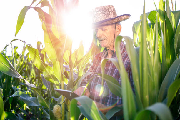 istock Farmer using digital tablet in the corn field as sun is shining on him 1262600423
