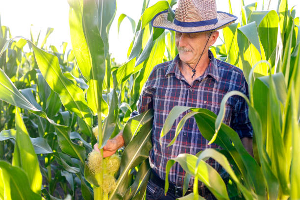 istock Farmer enjoying the view in his corn field 1262600424