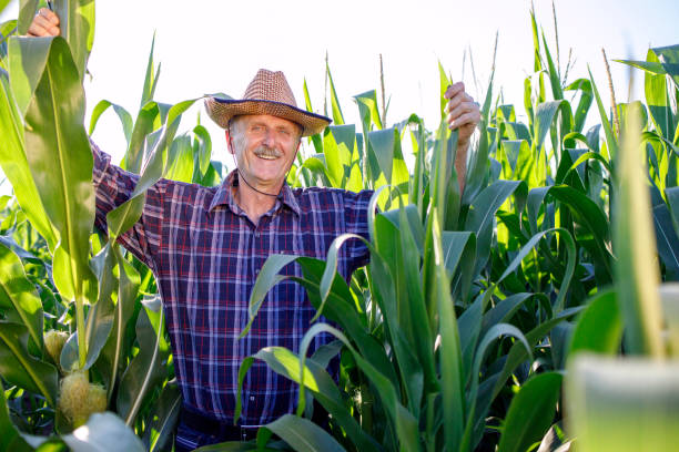 istock Happy farmer holding onto corn in the field and smiling 1262600425
