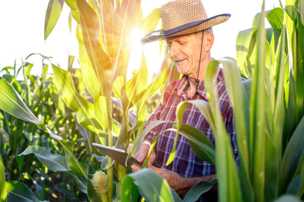 Cheerful mature farmer using modern technology in the field of corn