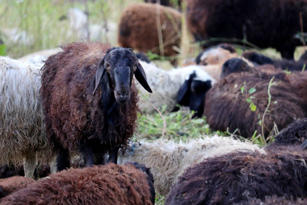 istock Sheep grazing on the summer pasture 1262601919