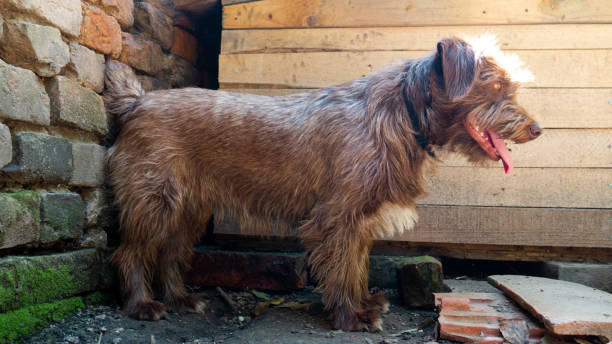 istock The mixed breed dog cools down on a hot sunny summer day by sticking out its tongue 1262602020
