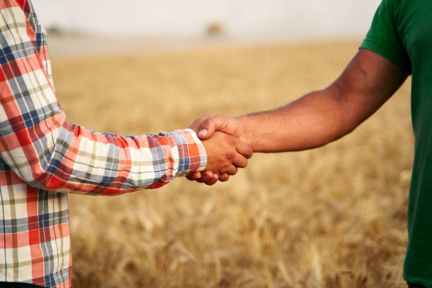 Farmer and agronomist shaking hands standing in a wheat field after agreement. Agriculture business contract concept. Combine harvester driver and rancher negotiate on harvesting season. Handshake stock photo