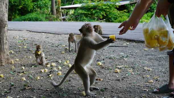 istock People giving fresh corn to very hungry monkeys. 1262602941