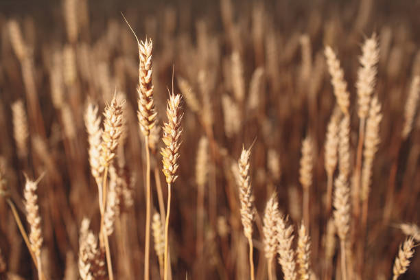 Close up of ripe wheat ears. Selective focus