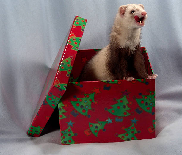 Ferret in a box stock photo