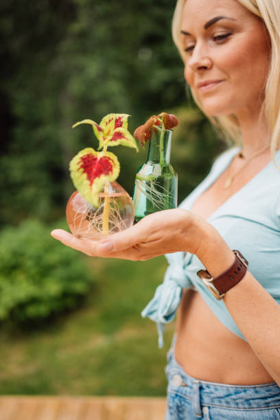 woman holding plant cutting of Coleus scutellarioides with roots woman holding plant cutting of Coleus scutellarioides with roots
Close up of vase with cuttings of plant coleus photos stock pictures, royalty-free photos & images
