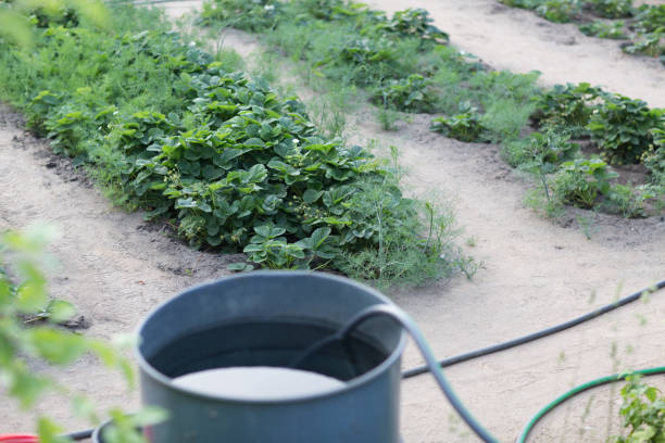 istock Garden with vegetable bed and water pump 1262604573