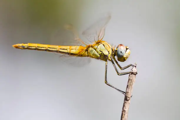 Photo of red-veined darter dragonfly