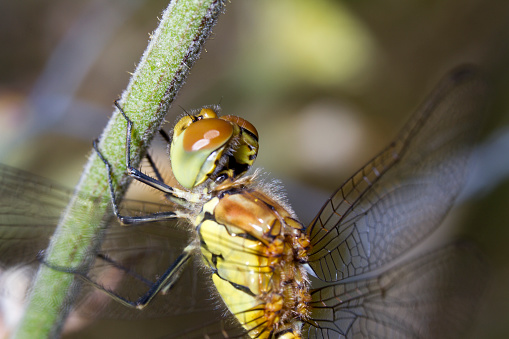 Close view of a female Red-veined Darter (Sympetrum fonscolombii) dragonfly.