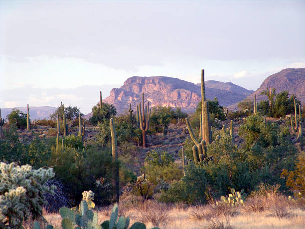 istock Florence, Arizona desert 126260531