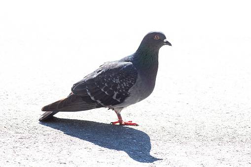 Gray Feral pigeon standing on pavement with shadow. Columba livia domestica bird side view