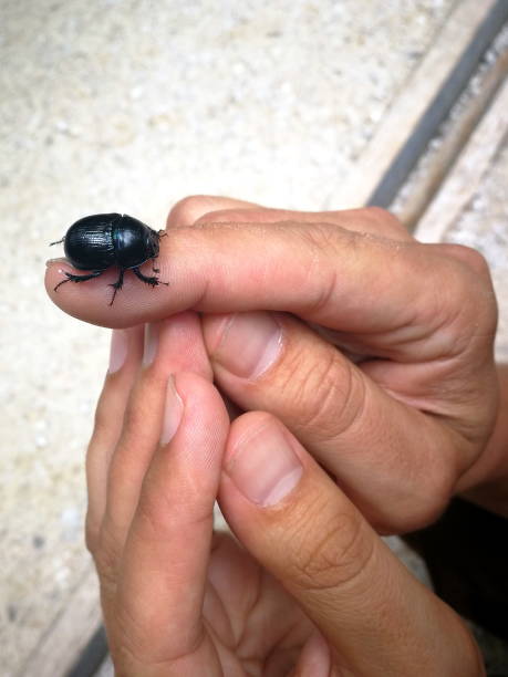 istock Big black dung beetle in close up, Germany 1262605485