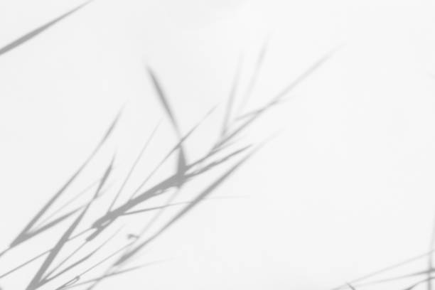 istock Gray shadows of flowers and grass on white wall 1262605533