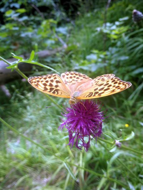 la mariposa kaisermantel se asienta sobre una flor rosa, alemania - argynnis fotografías e imágenes de stock