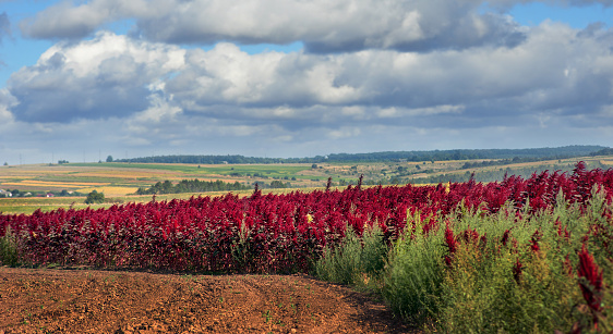 red amaranth plant field on agriculture background, earth under cloudy blue sky, agriculture concept.