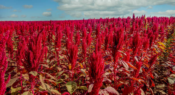 istock amaranth red plants closeup field on background under cloudy blue sky, from above view 1262606035