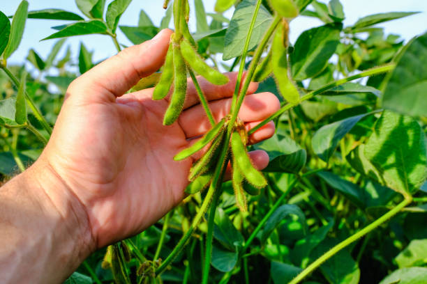 istock Young green unripe soybean stems in mans hand. 1262606756