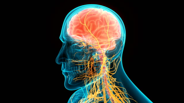 Free Nervous-system Stock Video Footage 14134 Free Downloads
