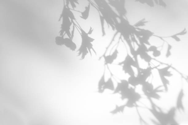 istock gray shadow of hawthorn leaves on a white wall 1262609285