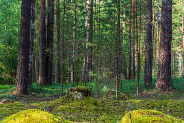 istock Tree trunks in the forest lit by the sun. Landscape 1262609948