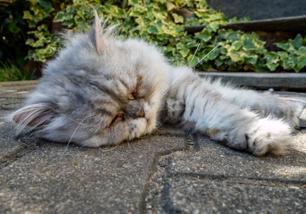 istock persian cat on the ground 1262610235