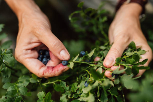 woman picking blueberries in forest \nPhoto of hand with blueberries