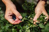 woman picking blueberries in forest uncultivated wild
