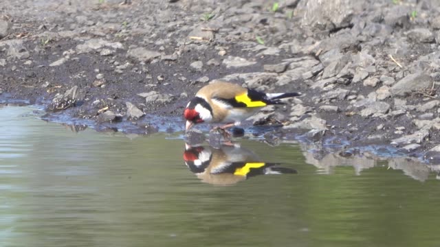 goldfinch drinks water from a puddle on a hot day.