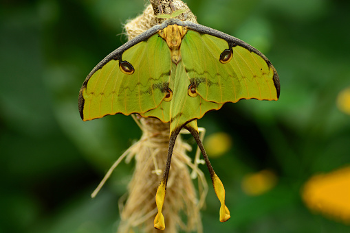 Butterfly garden : Large green moth( Argema mittrei) hanging with spread wings on it`s cocoon.
