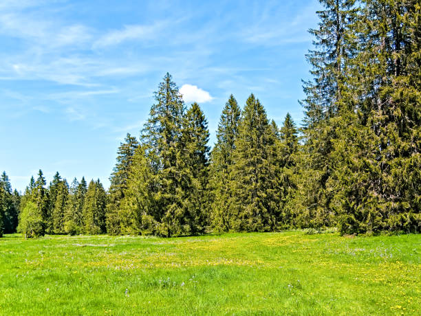istock a flower meadow and a coniferous forest on a sunny day 1262611791