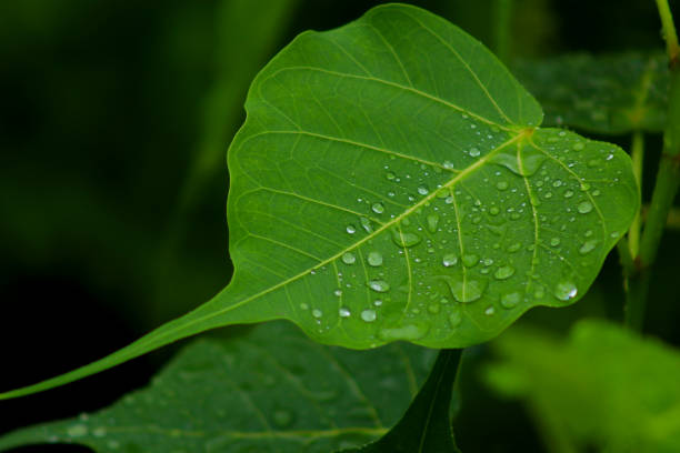 istock Religious Waterdrops Ficus 1262612045