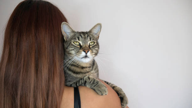 istock The woman holds the cat over her shoulder. Negative space. Copy space for text. 1262612137