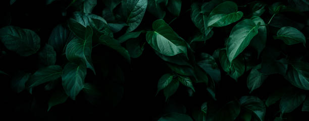 istock abstract green leaf texture, nature background, tropical leaf 1262612315