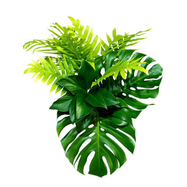 istock abstract green leaf texture, nature background, tropical leaf 1262612316