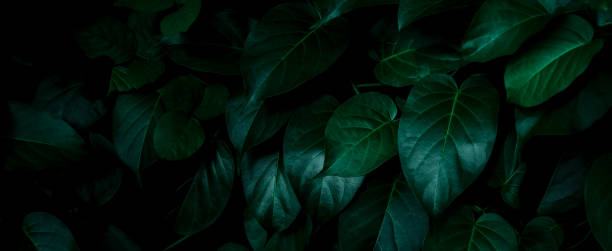 abstract green leaf texture, nature background, tropical leaf